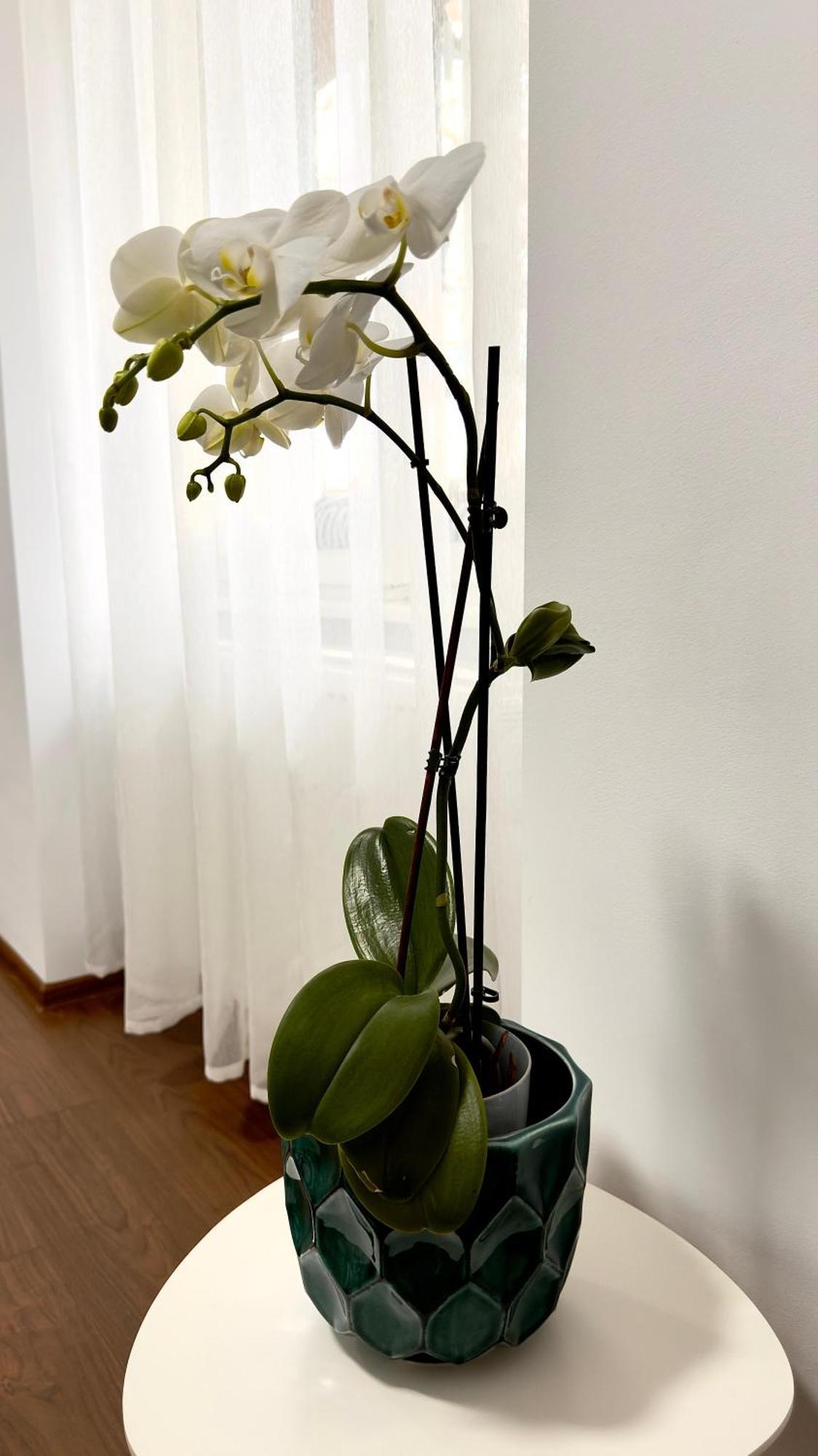 Phoenix Central Apartments シビウ エクステリア 写真